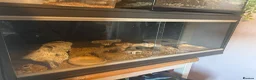 Leopard Gecko reptiles for sale: Leopard geko in Southampton - Advert 1