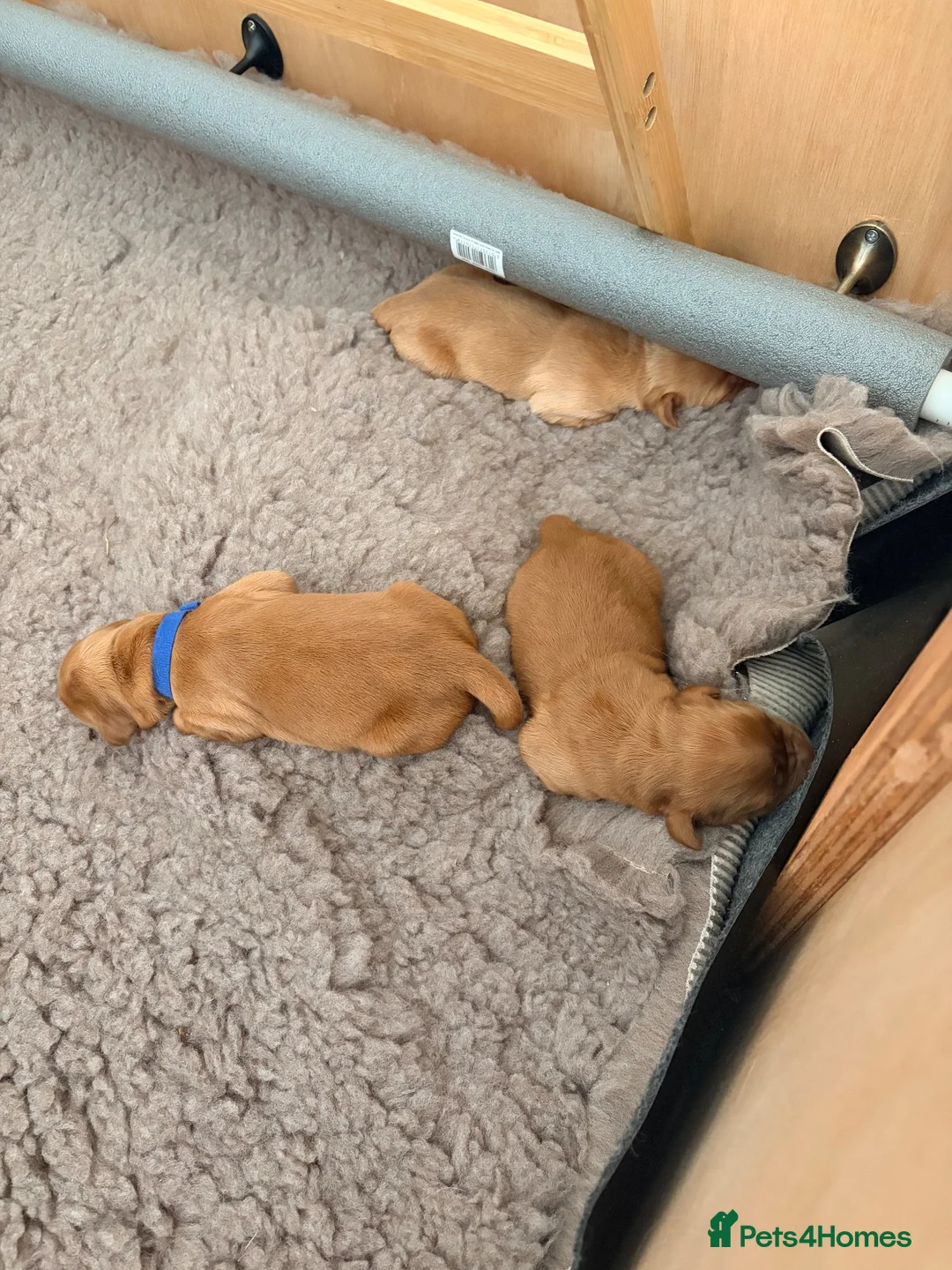 Golden Retriever dogs for sale: Beautiful KC Golden Retriever puppies for sale in Brackley - Advert 6