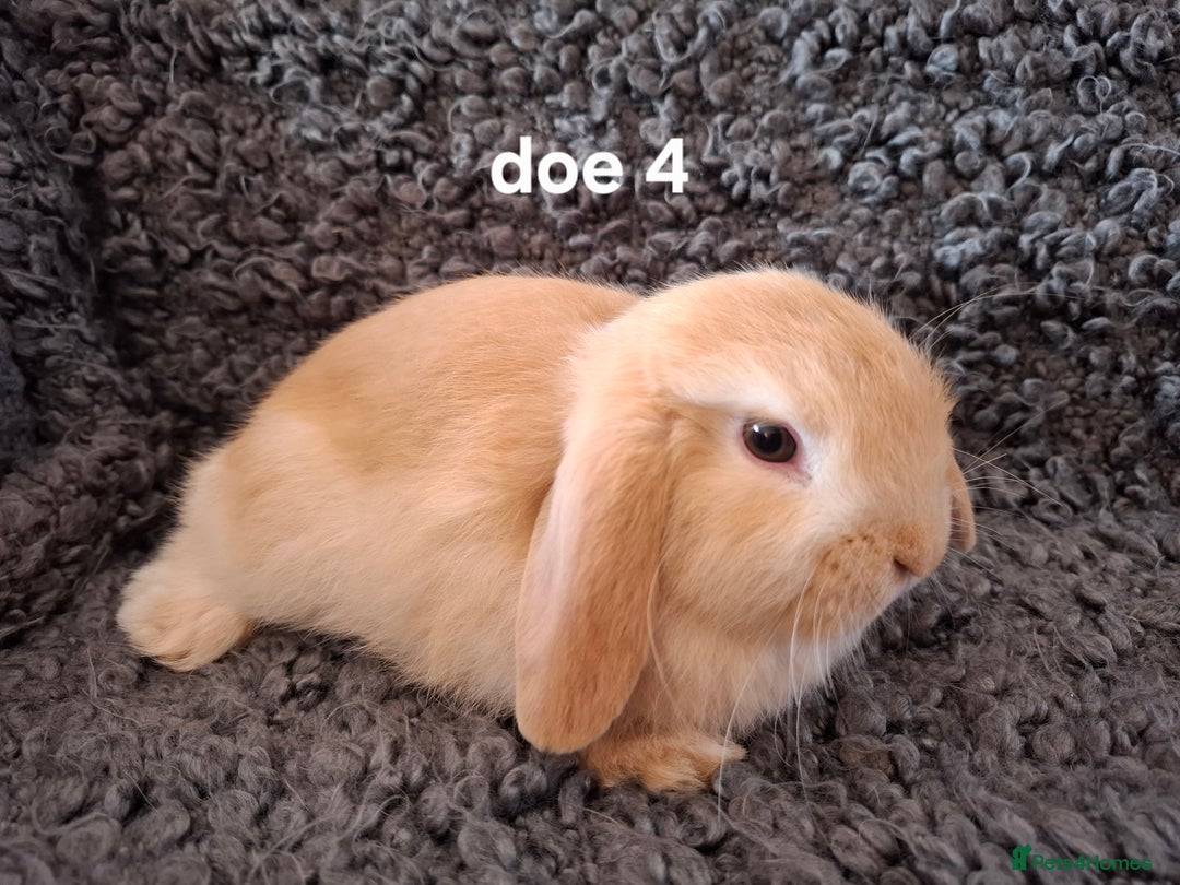 Mini Lop rabbits for sale: * READY TO LEAVE * from 14th December - Advert 4