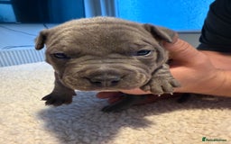 Mixed Breed dogs for sale: Beautiful chunky staffy/pocket bully pups - Advert 11