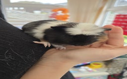 Guinea Pig rodents for sale: 5 Gorgeous MALE guineapigs for sale - Image 6