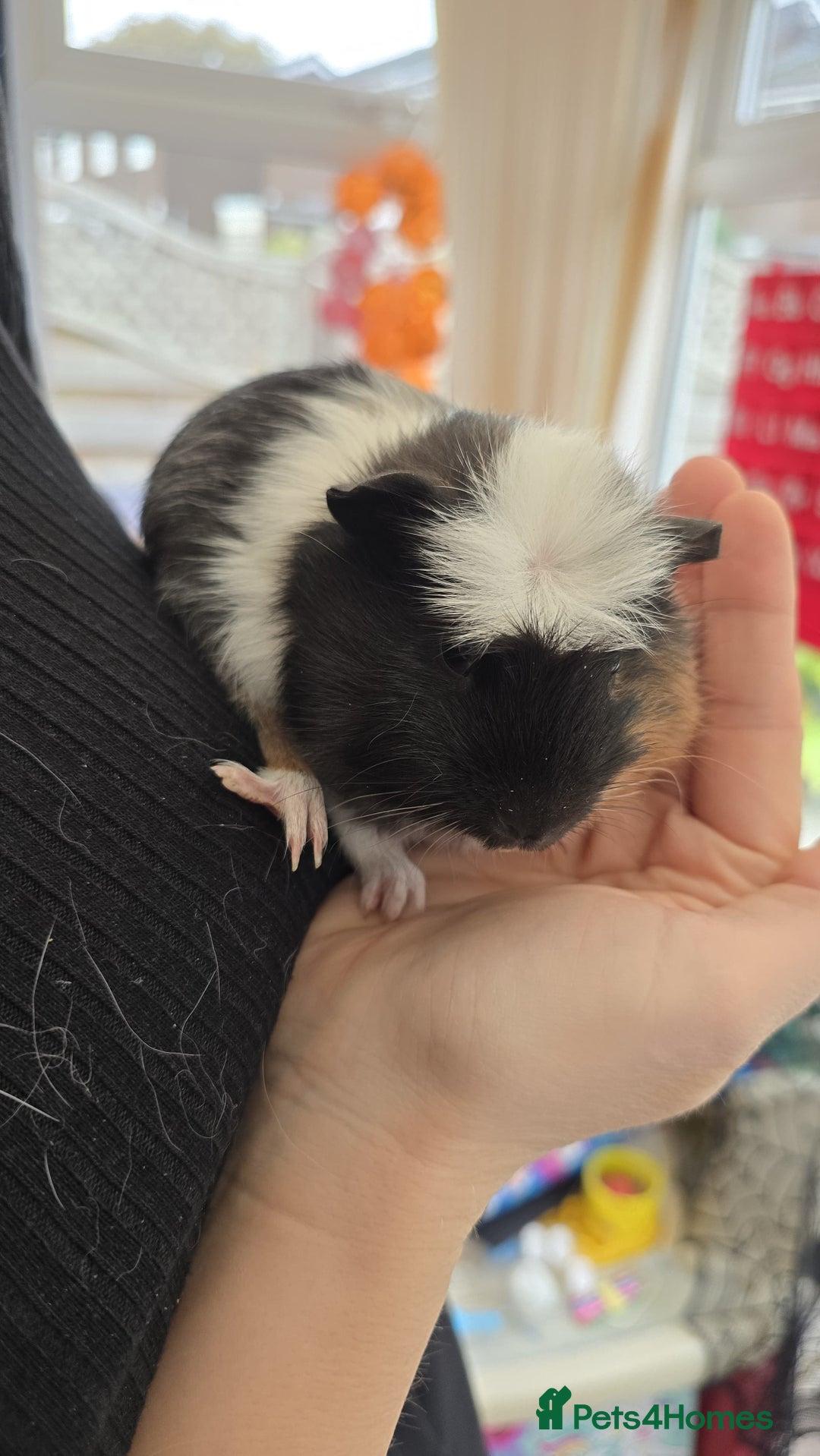 Guinea Pig rodents for sale: 5 Gorgeous MALE guineapigs for sale - Image 6