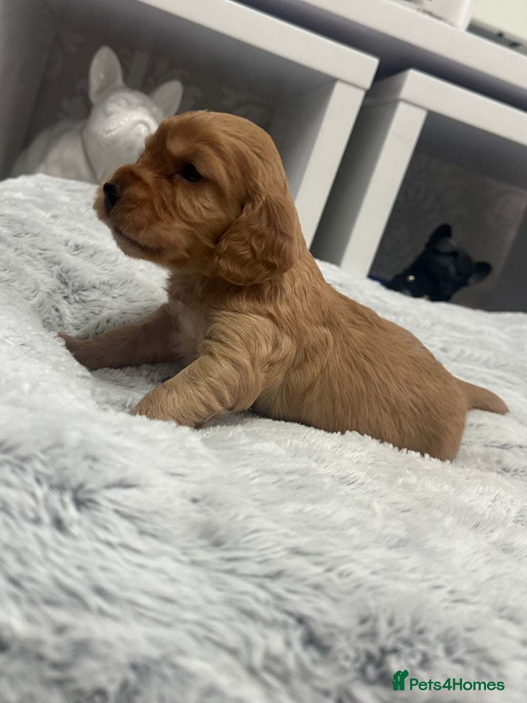 Cocker Spaniel dogs for sale: Cocker spaniel pups - Advert 8