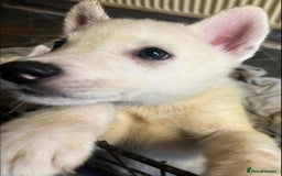 Siberian Husky dogs for sale: Last Male Pure White Siberian Husky  - Image 8