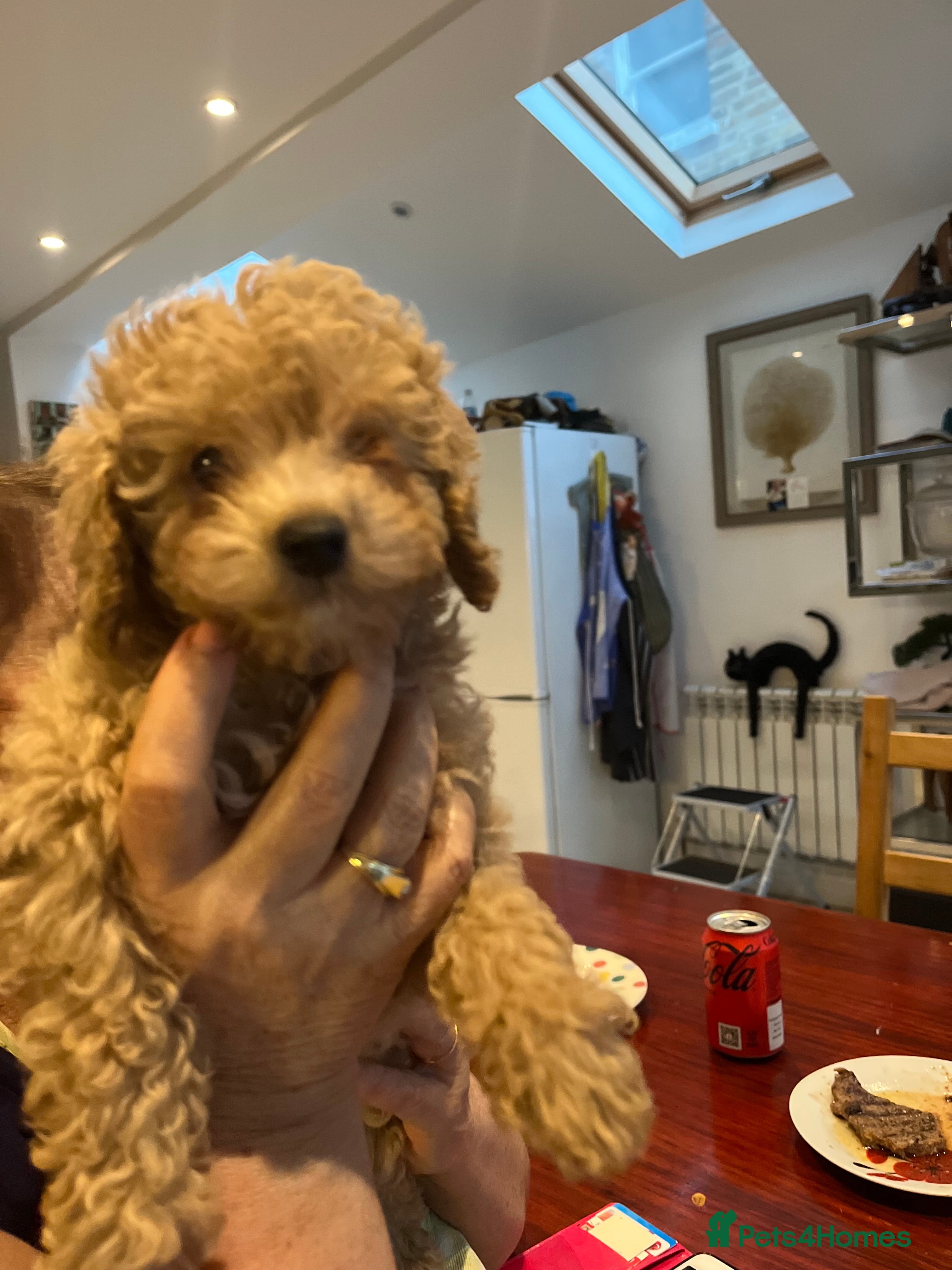 Toy Poodle dogs 🧸Beautiful red toy/asian poodle puppies 🧸  - Advert 16