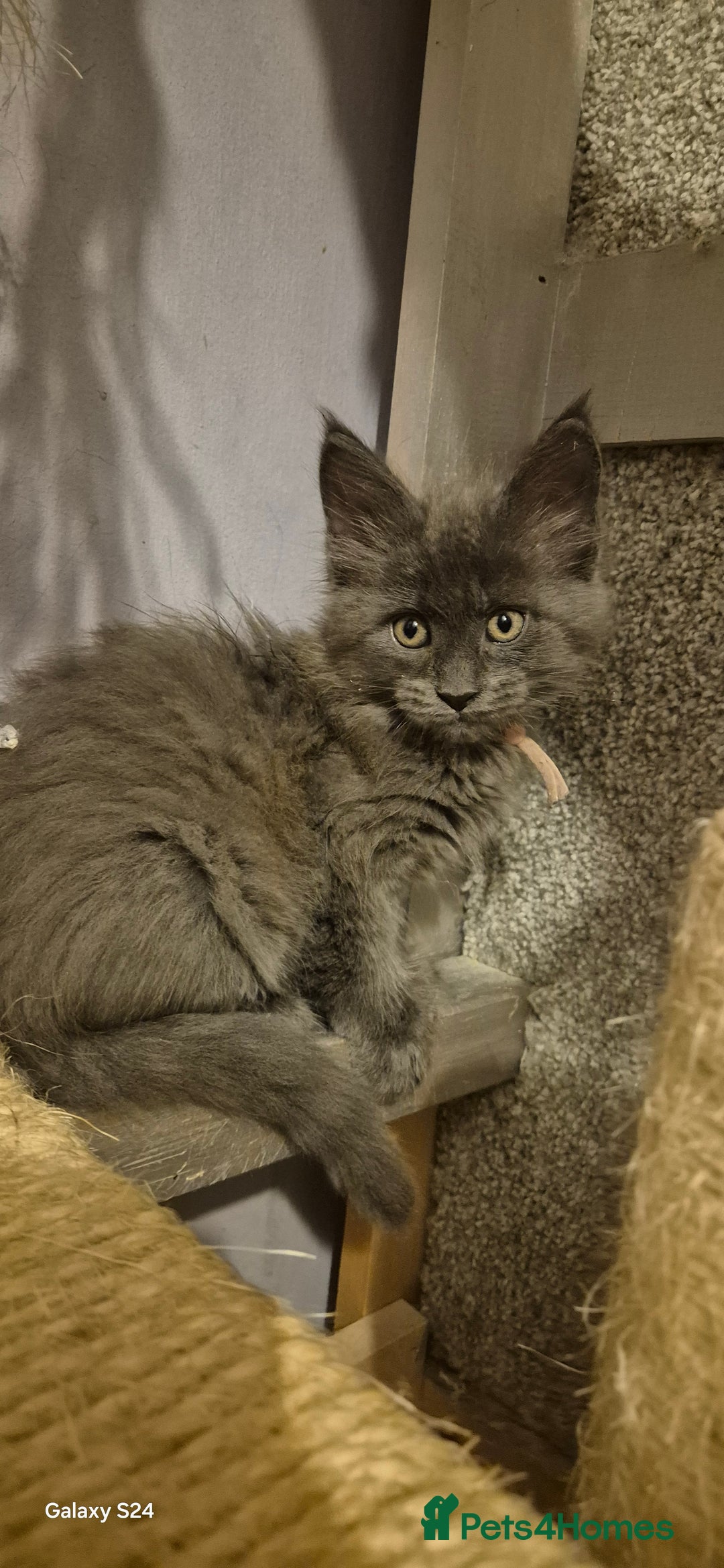 Maine Coon cats for sale: Maine Coon kittens Glasgow  - Image 13