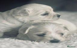 Maltese dogs for stud: MALTESE BOY LOOKING FOR STUD - Image 3