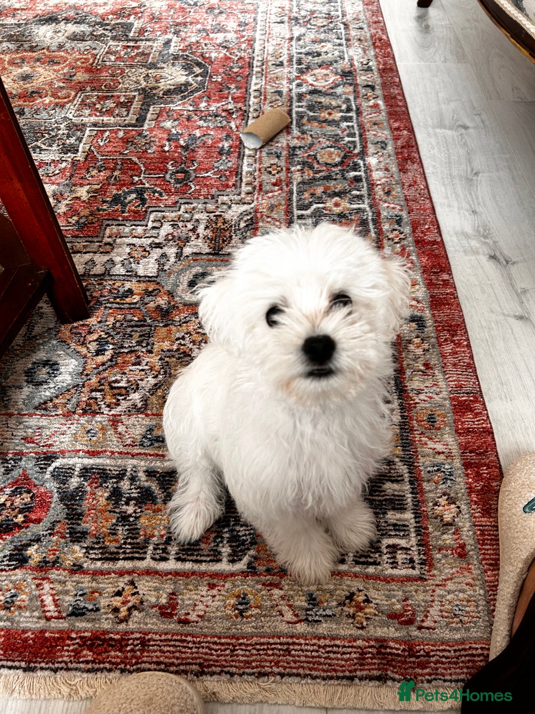 Morkie dogs for sale: Beautiful little boy Arlo - Image 4