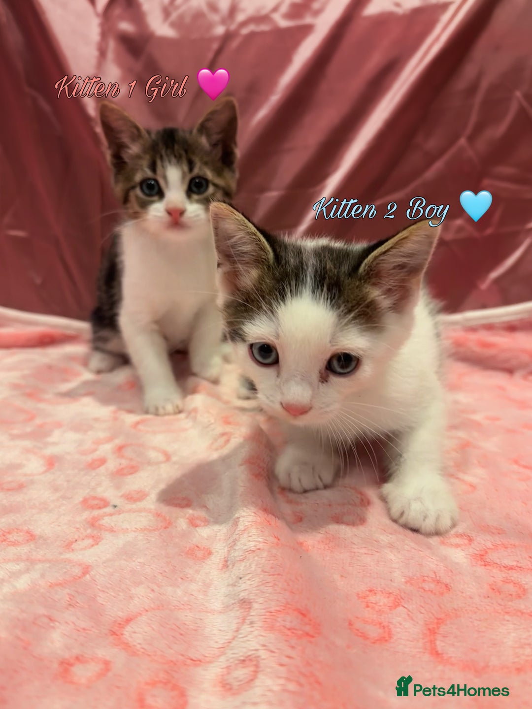 Mixed Breed cats for sale: Cute Boy Kitten Left!!!  - Advert 2