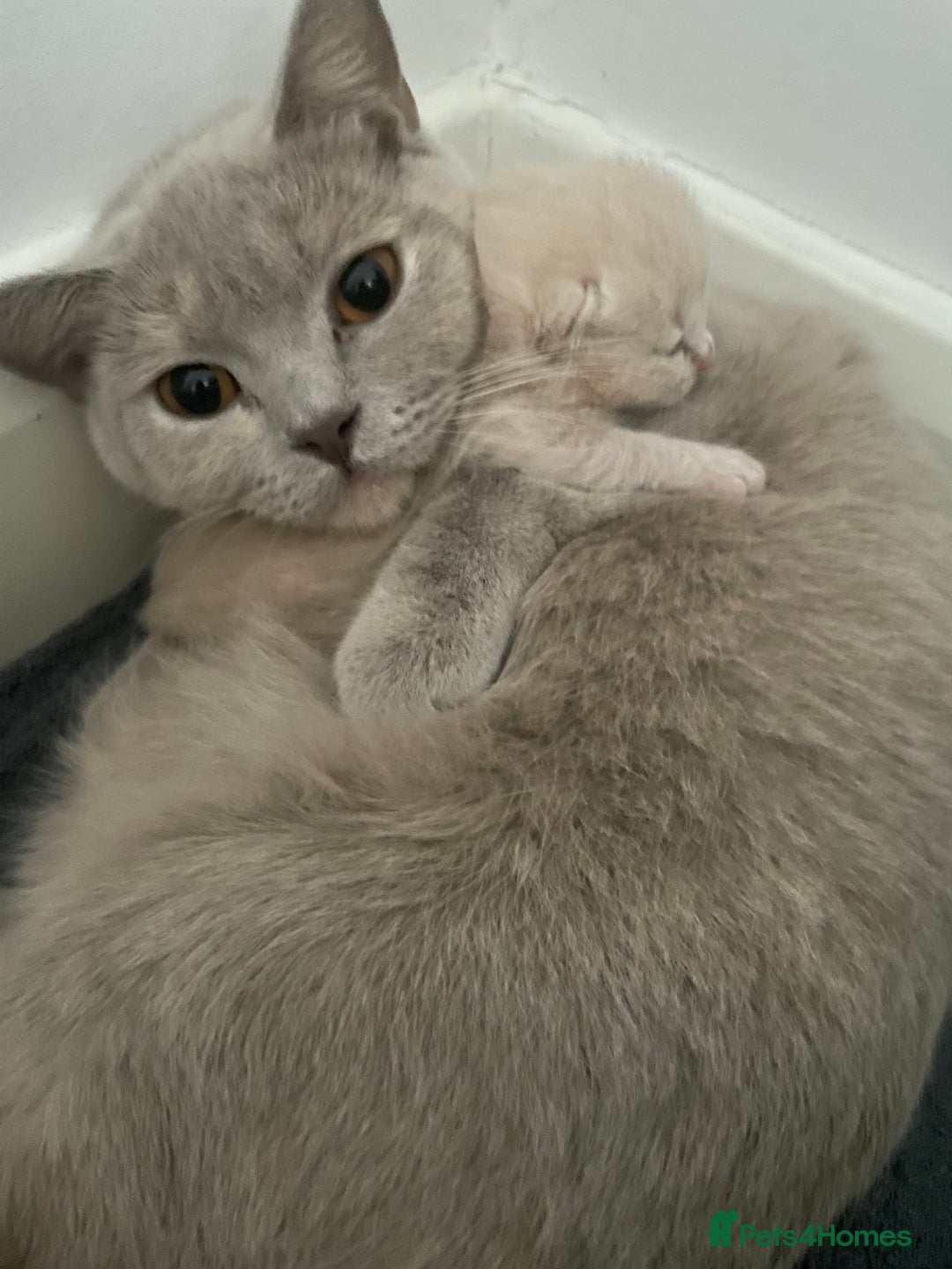 British Shorthair cats for sale: British shorthair  - Image 7