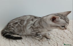 Bengal cats for sale: Stunning Bengal kittens - Image 11