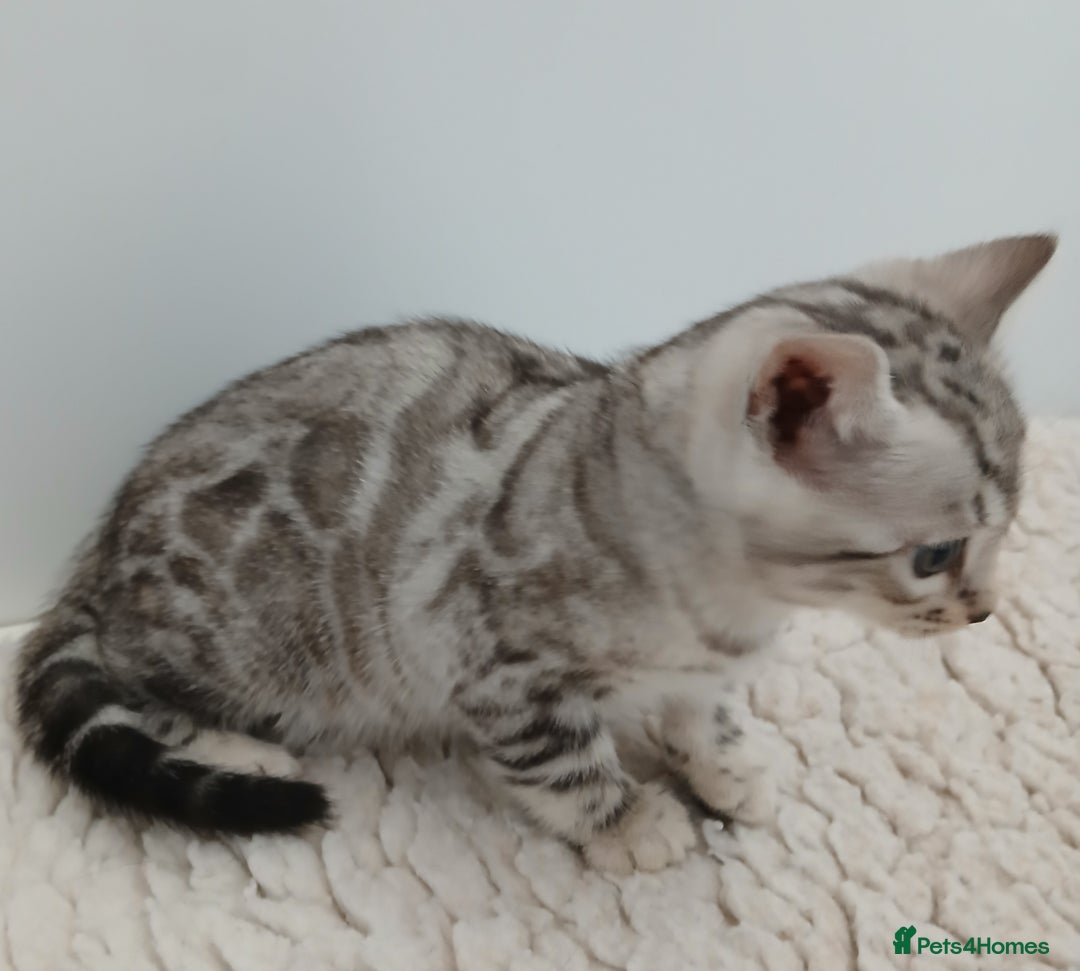 Bengal cats for sale: Stunning Bengal kittens - Image 11