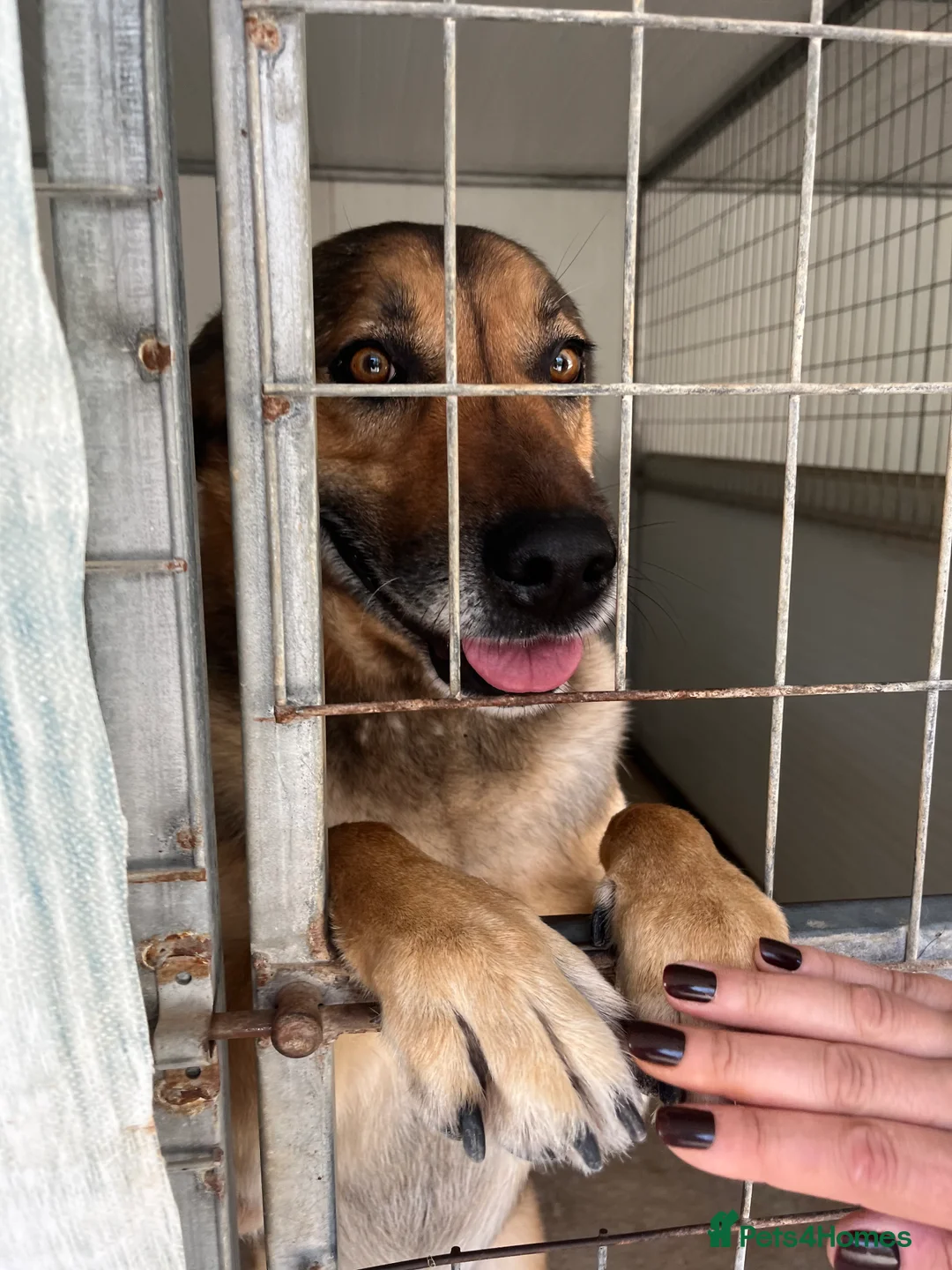 German Shepherd dogs for adoption: Bruno needs a foster or forever home - Advert 3