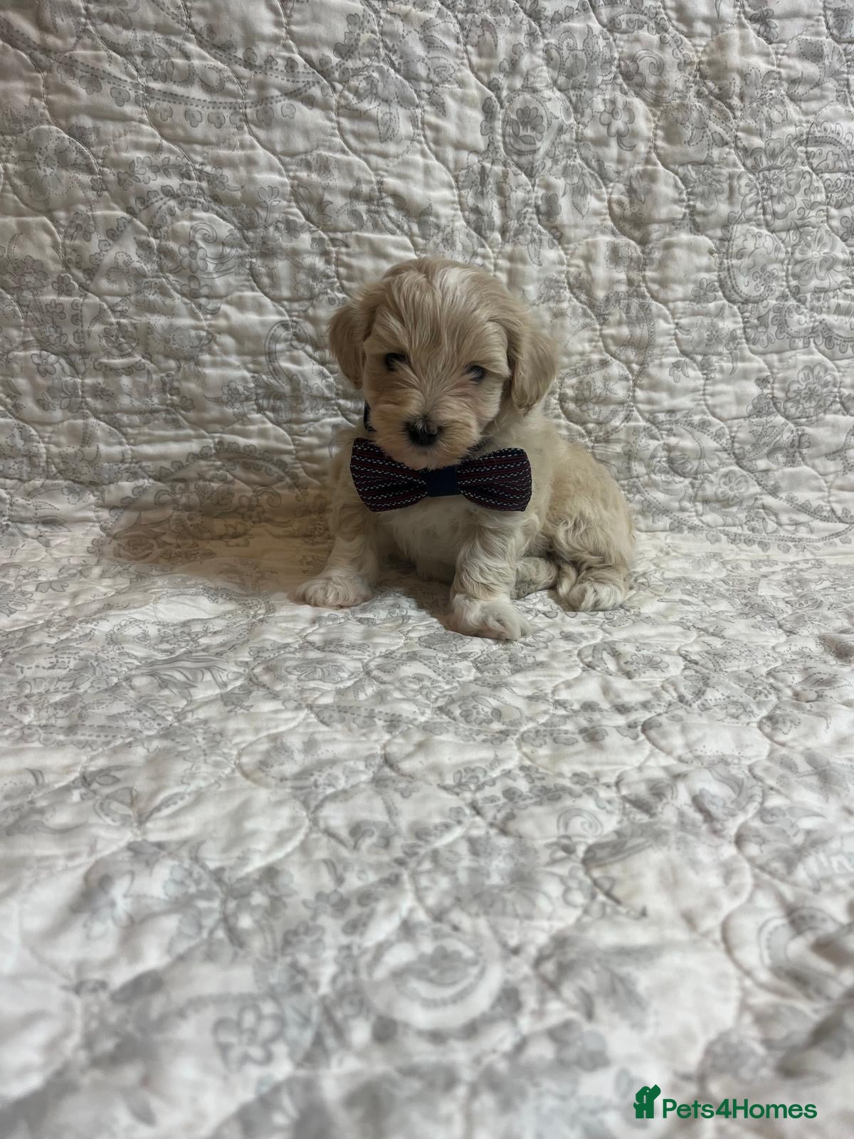 Maltipoo dogs 🤩1 stunning f1 Maltipoo 🤩 - Advert 11