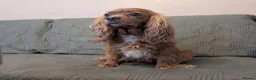 Cavalier King Charles Spaniel dogs for sale: Exceptional Cavalier King Charles Spaniel Puppies in Romsey - Advert 4