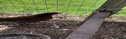 Chickens poultry for sale: Rhode Island Red hen for sale - Advert 4