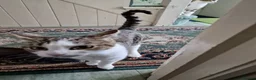 Mixed Breed cats for sale: Tabby Cats 4 Sale in Barking - Advert 36