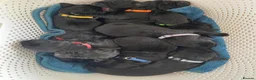 Labrador Retriever dogs for sale: Gorgeous Black Labrador Puppies KC REG - Advert 14
