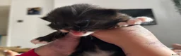 Mixed Breed cats for sale: 2 beautiful kittens for sale  - Advert 16