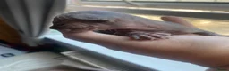 Sphynx cats for sale: Sphinx babies - Advert 14