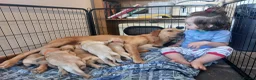 Labrador Retriever dogs for sale: Beautiful Labrador Puppies – Yellow & Fox Red in Crewkerne - Advert 25
