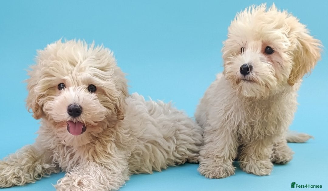 Maltipoo dogs F1 Maltipoo Puppies For Sale  - Advert 2
