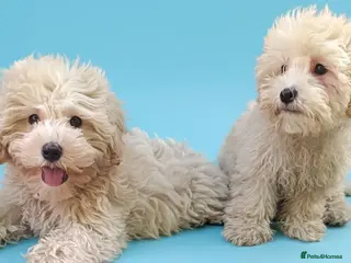 Maltipoo dogs F1 Maltipoo Puppies For Sale - Advert 2
