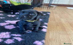 Labrador Retriever dogs for sale: 10 Beautiful black Labrador puppies - Image 29