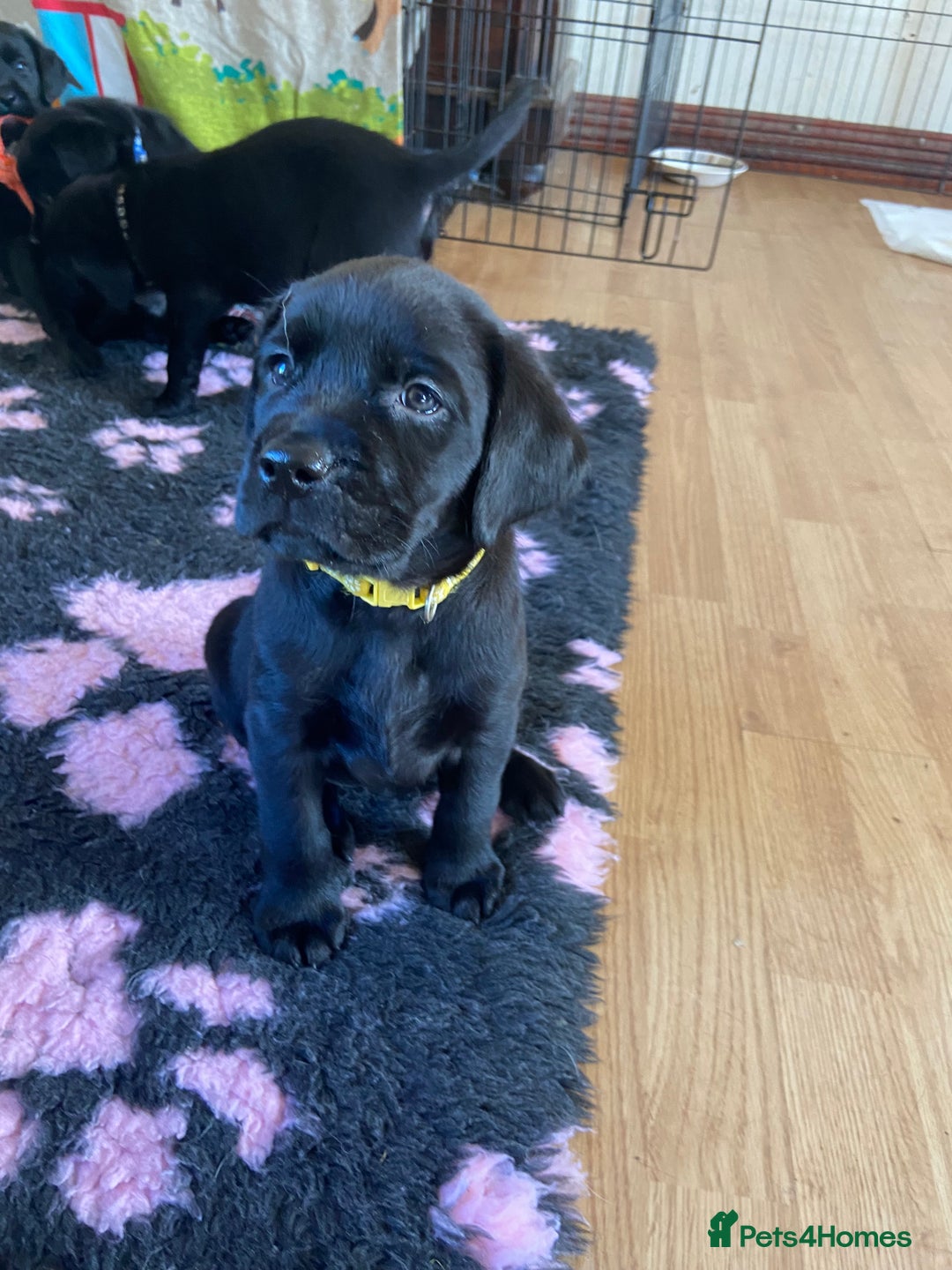 Labrador Retriever dogs for sale: 10 Beautiful black Labrador puppies - Image 29