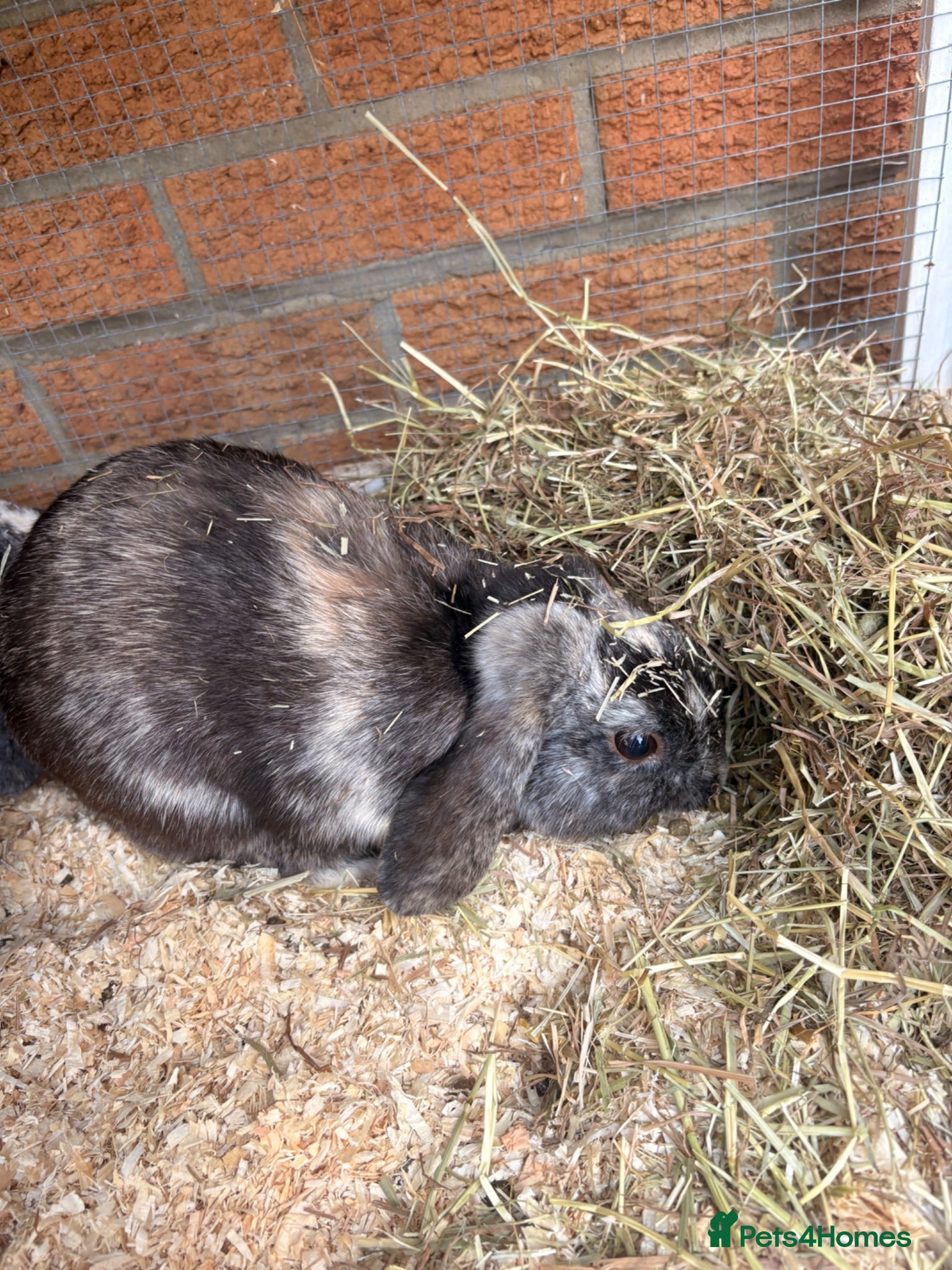 English Lop rabbits Comet and cupid - Advert 2
