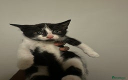British Shorthair cats for sale: Kitten for sale 1 left ! - Image 1
