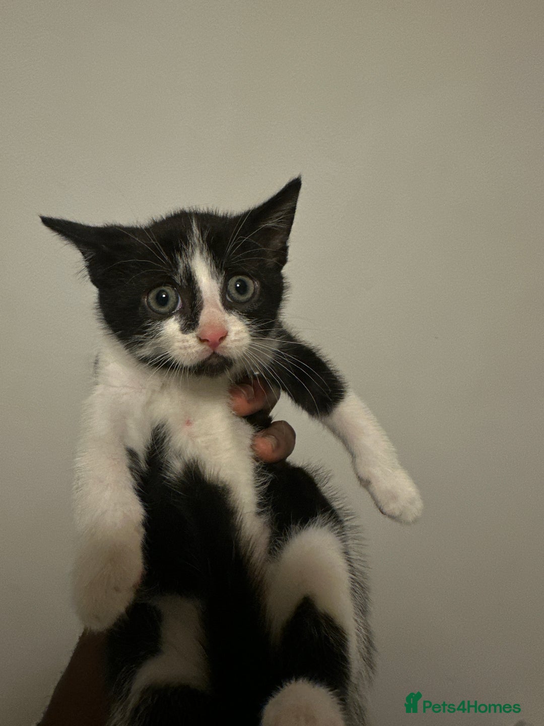 British Shorthair cats for sale: Kitten for sale 1 left ! - Image 1