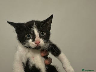 British Shorthair cats - Advert 3