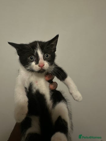 British Shorthair cats - Advert 1