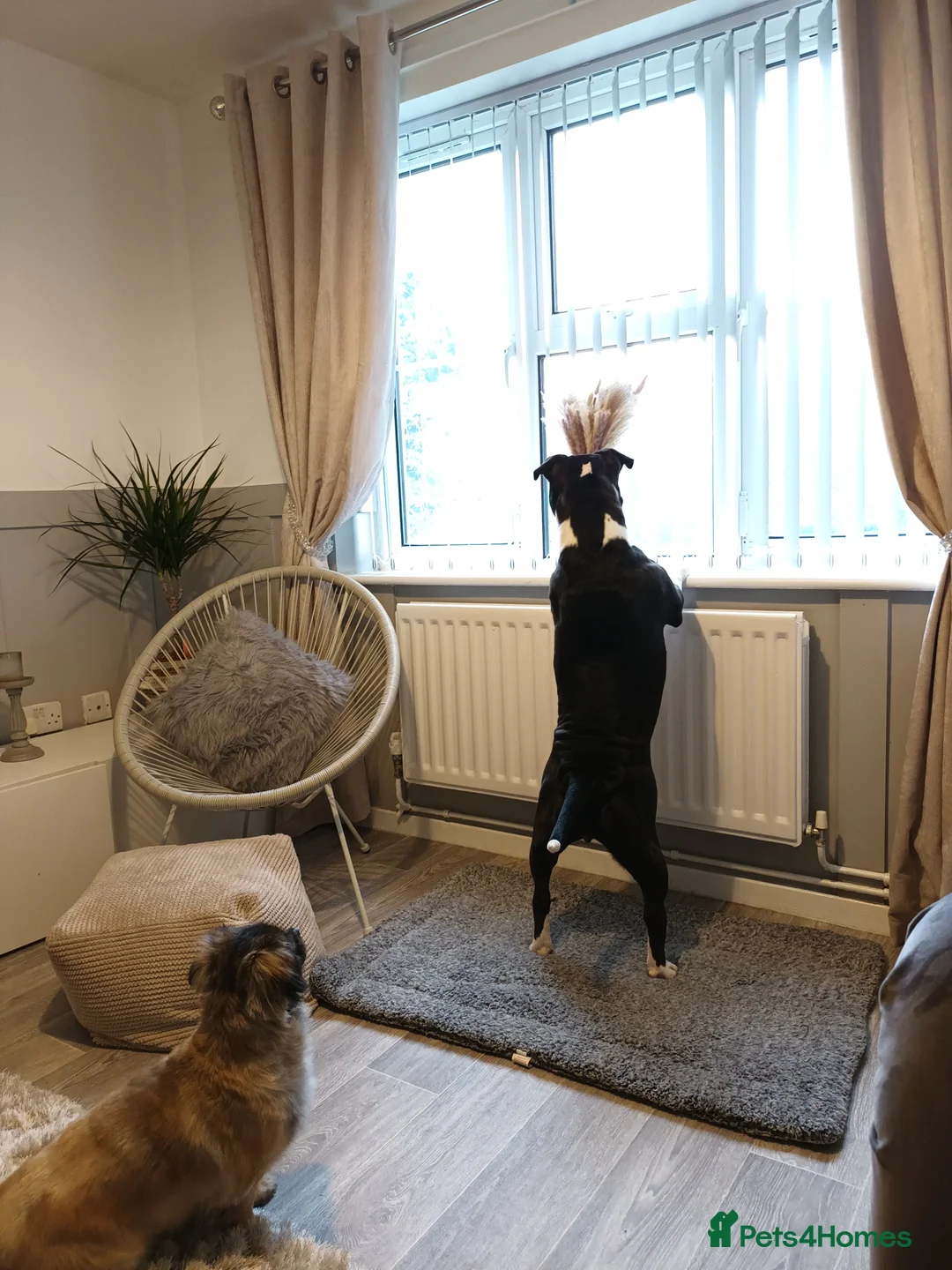 Dorset Olde Tyme Bulldogge dogs for sale: Olde tyme bulldog  - Advert 8