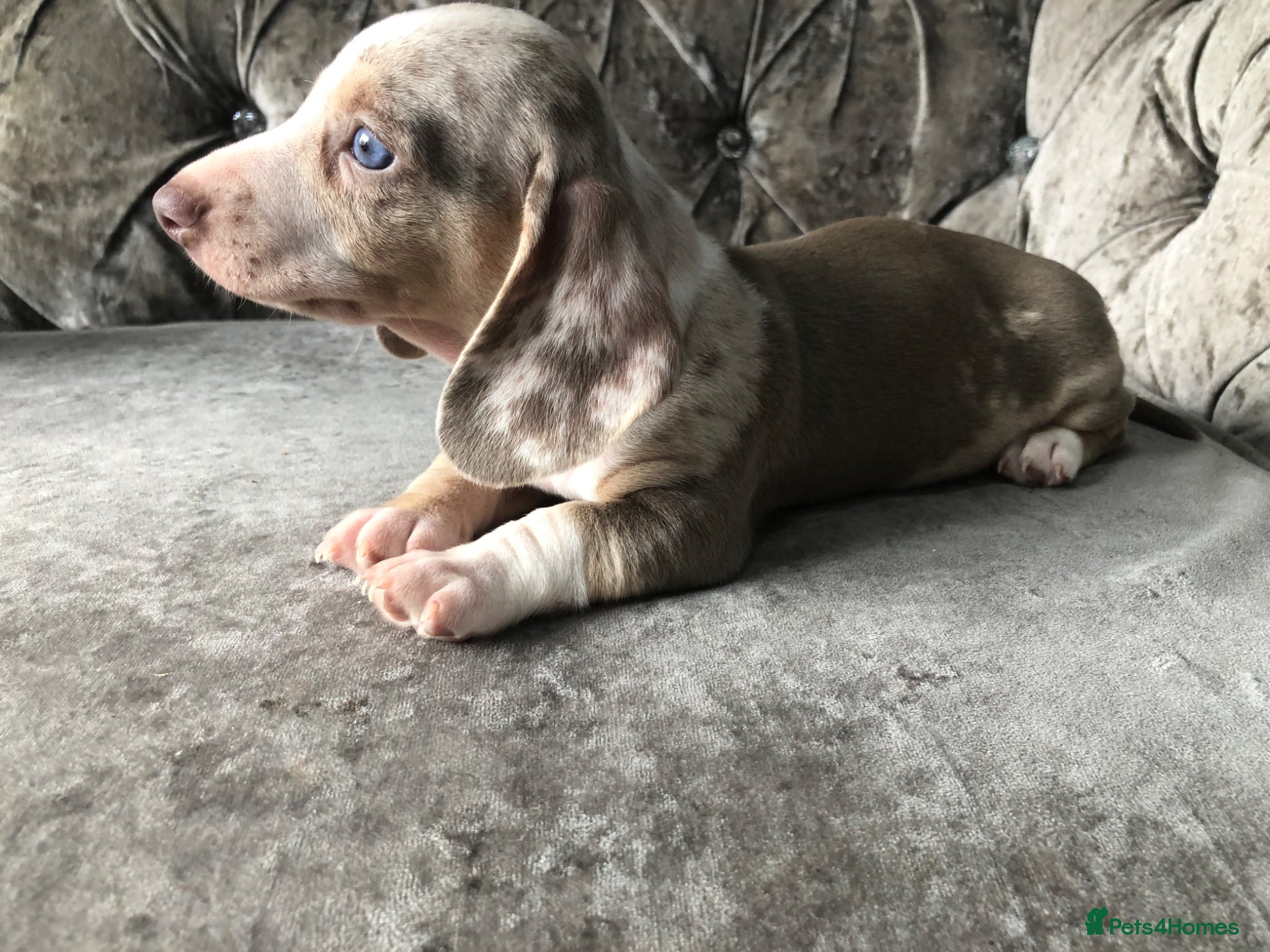 Miniature Dachshund dogs Miniature dachshund puppies - Advert 9