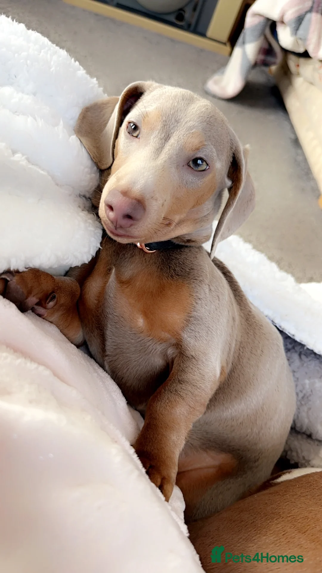 Miniature Dachshund dogs for sale: Rehoming miniature dachshund female  - Advert 13