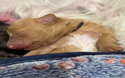 Bernedoodle dogs for sale: Miniature F1bs Bernedoodle  - Image 4