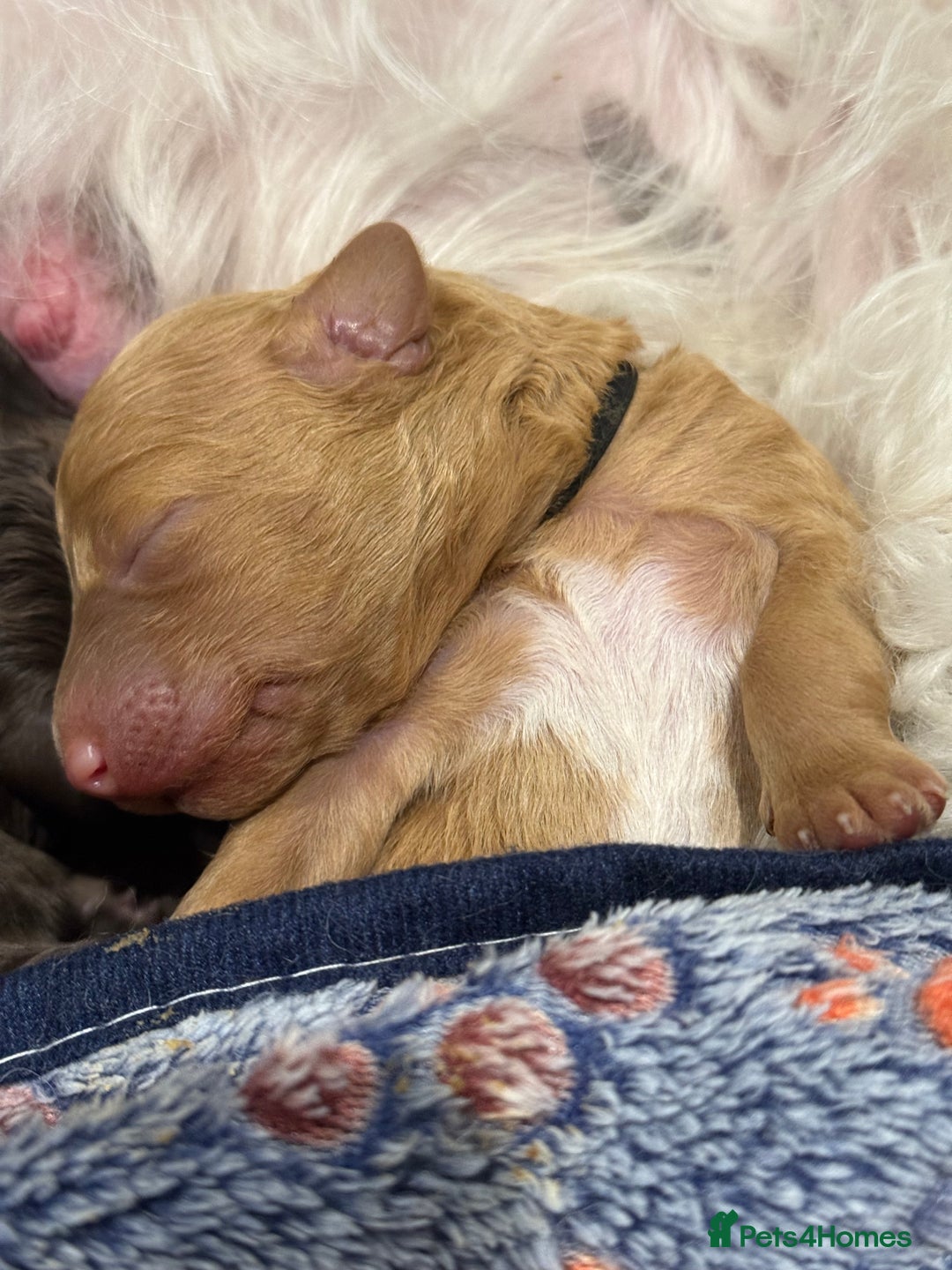 Bernedoodle dogs for sale: Miniature F1bs Bernedoodle  - Image 4