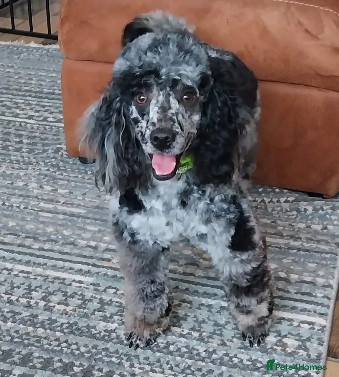 Miniature Poodle dogs for stud: DWKC  merle miniature poodle. Fully health tested  in Walsall - Advert 2