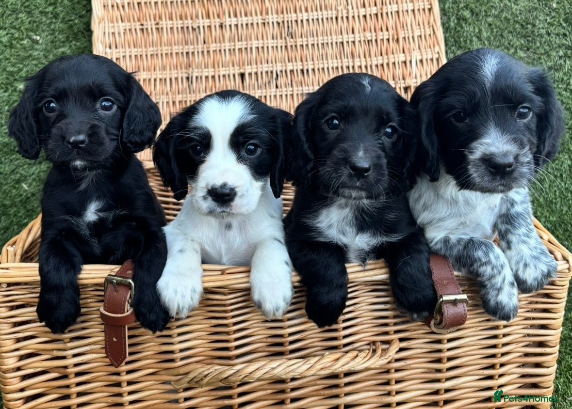 Cocker Spaniel dogs Cocker Spaniel Puppies Ready Now - Advert 5