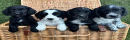 Cocker Spaniel dogs for sale: Cocker Spaniel Puppies Ready 28th February - Advert 8