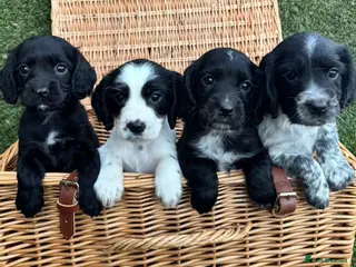 Cocker Spaniel dogs Cocker Spaniel Puppies Ready Now - Advert 5