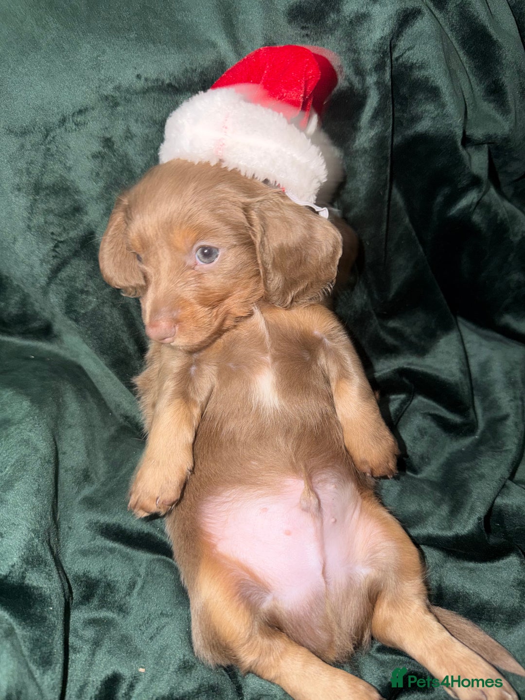 Miniature Dachshund dogs for sale: Fluffy Miniature Dachshund - Advert 2