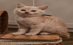 British Shorthair cats for sale: ✨British Shorthair Pedigree Kittens ✨ - Image 4
