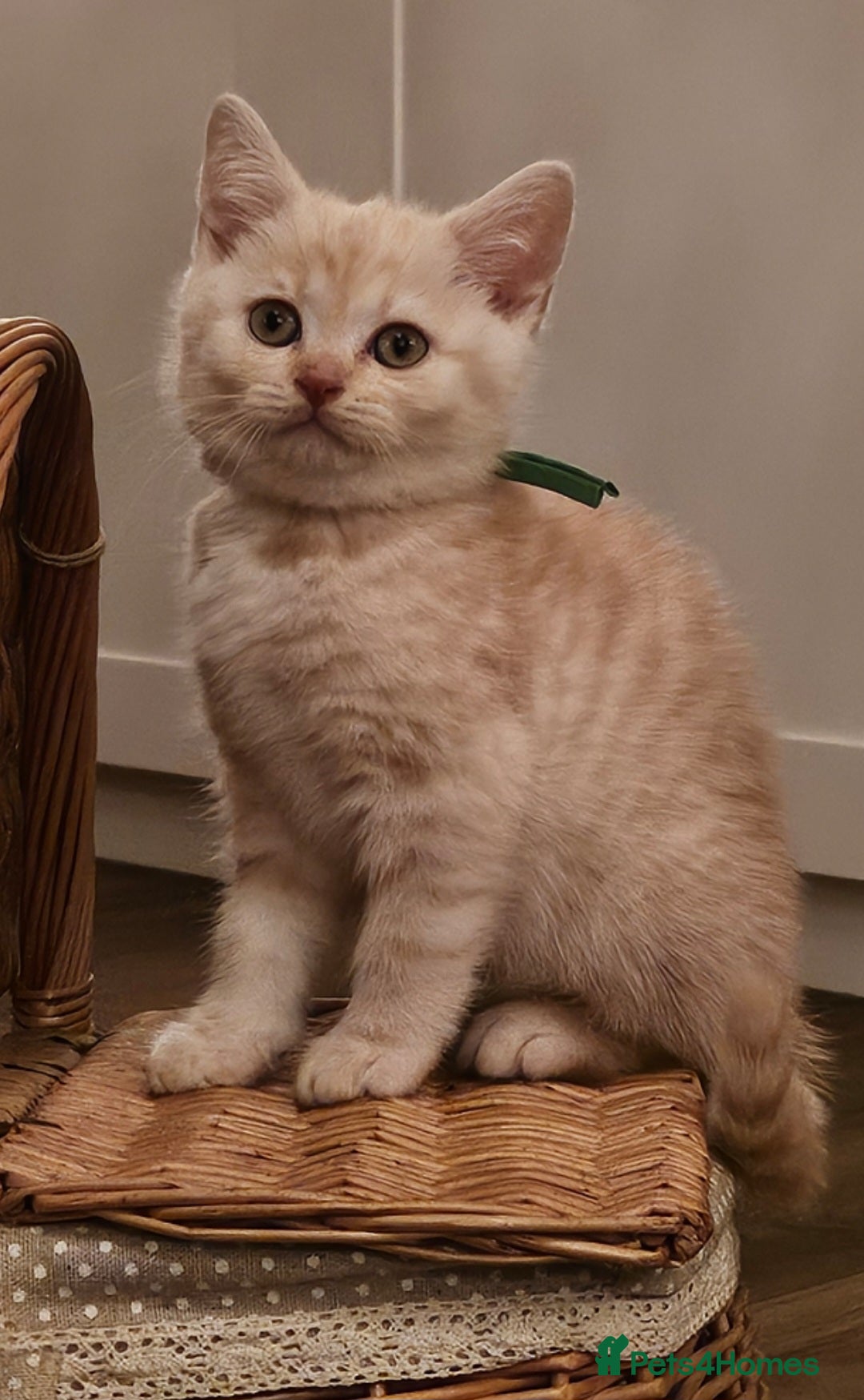 British Shorthair cats for sale: ✨British Shorthair Pedigree Kittens ✨ - Image 4