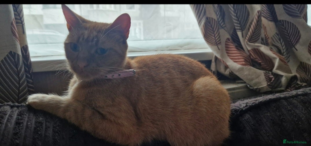 British Shorthair cats 2 ginger boy kittens for sale - Advert 1