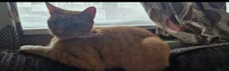British Shorthair cats for sale: 2 ginger boy kittens for sale in Leicester - Advert 1