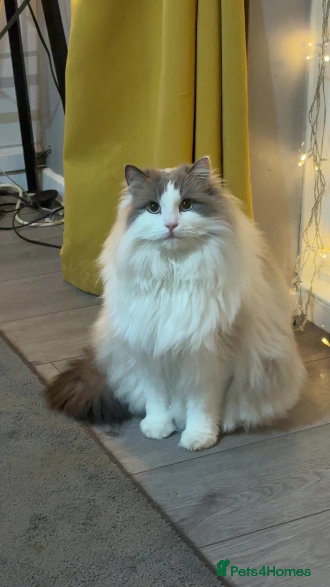 Ragdoll cats for sale: Male Ragdoll in Yeovil - Advert 2