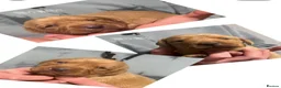 Labrador Retriever dogs for sale: DARK FOX RED KC LAB PUPS HEALTH TESTED 5* BREEDER - Advert 9
